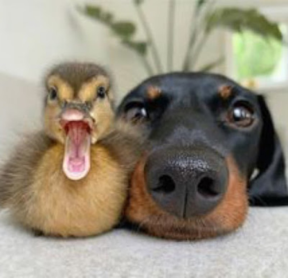 Meet your Posher, Gabby - Picture 1 of 1